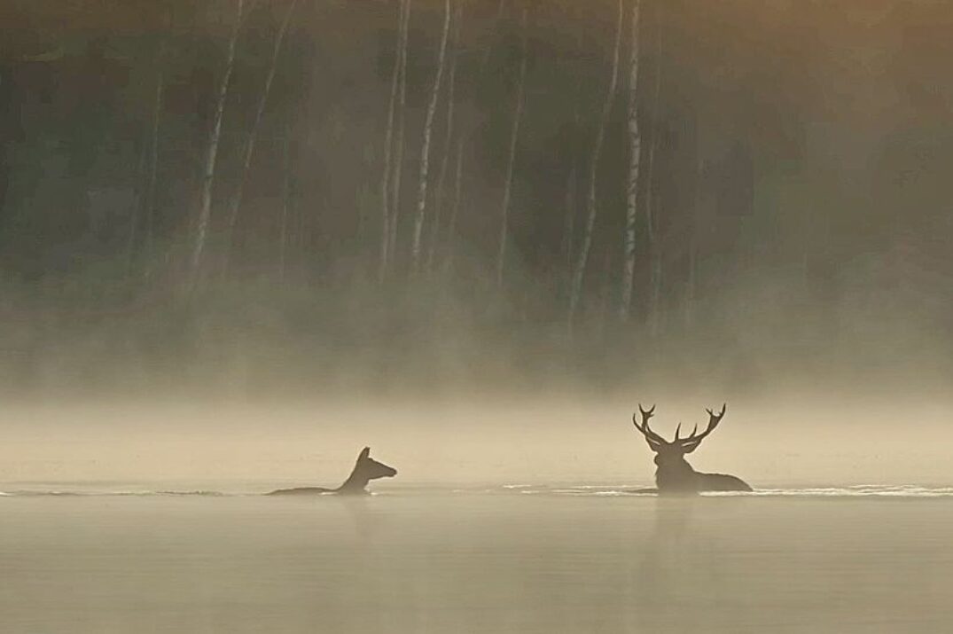 Le Chant des forêts